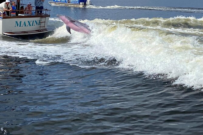 Pensacola Frisky Dolphin Sightseeing Bay Cruise - Stop One: Dolphin Search, Fin Facts, and Spotting Tips That Actually Help