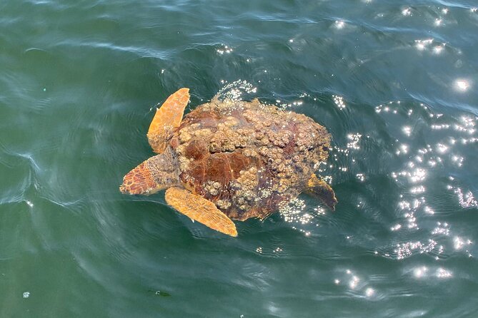 Pensacola Frisky Dolphin Sightseeing Bay Cruise - Stop Two: Gulf Island National Seashore and Bird Haven Scenery