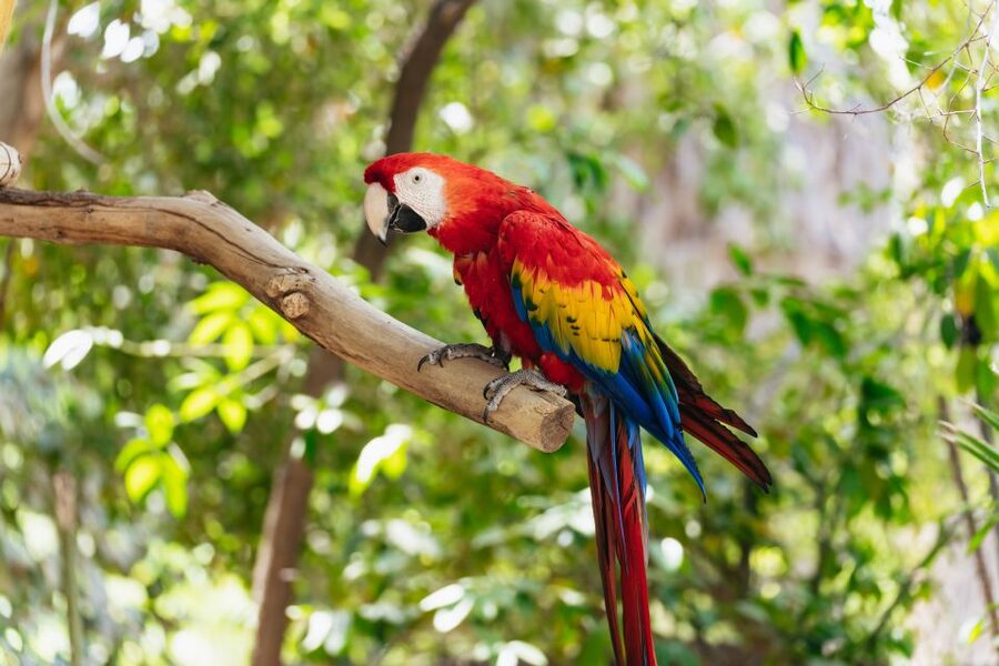 Phoenix Zoo One Day General Admission Ticket - Should you book the Phoenix Zoo One Day General Admission Ticket?