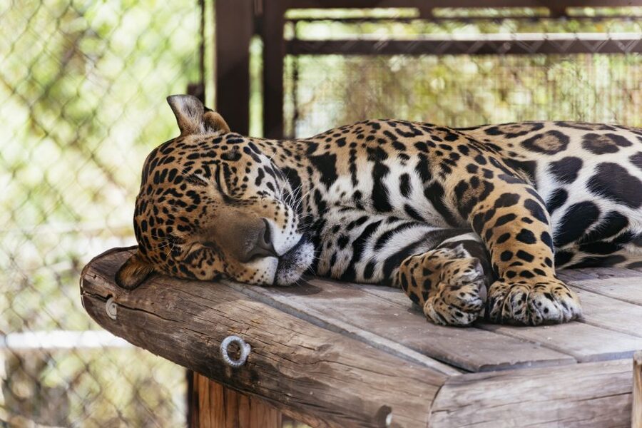 Phoenix Zoo One Day General Admission Ticket - Rides and extras: what is not included