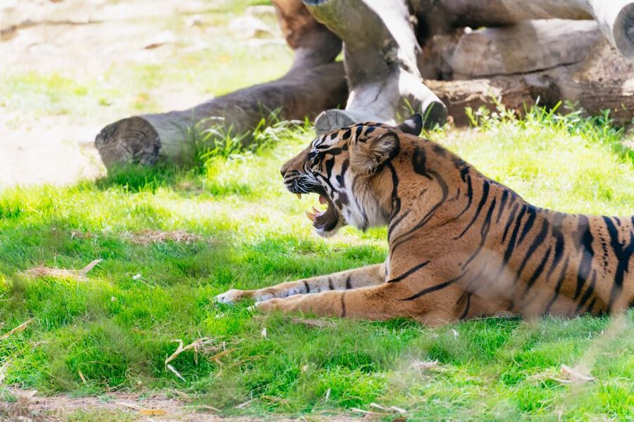 Phoenix Zoo One Day General Admission Ticket - Fast entry, free parking, and the zoo rules that matter