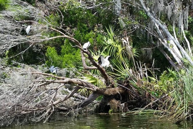 Plantation's Kings Bay Scenic Cruise - Plantation Adventure Center start: where the cruise begins and how it ends