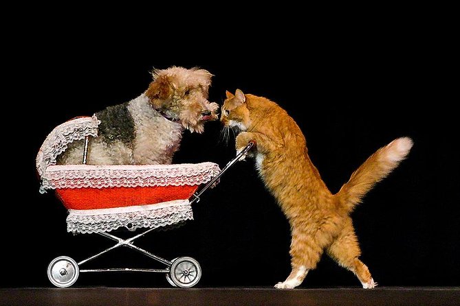 Popovich Comedy Pet Theater at Planet Hollywood Resort and Casino - Seating and sound at the V Theater: the part you should plan