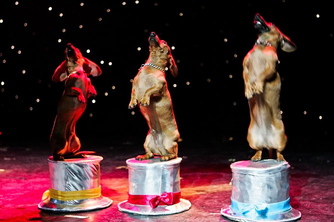 Popovich Comedy Pet Theater at Planet Hollywood Resort and Casino - Your stop before and after: Miracle Mile Shops for food and breaks