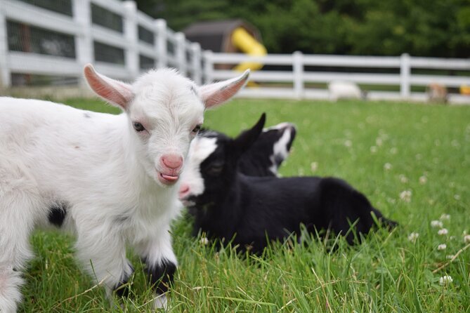 Premium Amish Country Tour including Amish Farm and House - Stop on the Farm: Schoolhouse, Craft Market, and Farm Animals