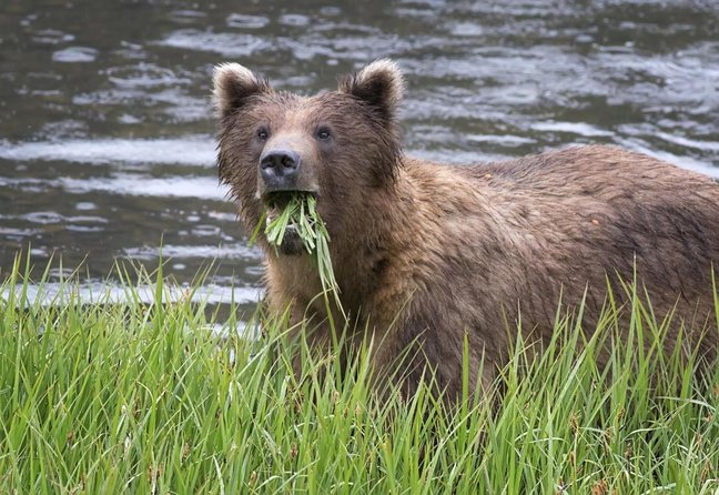 PREMIUM Sitka Scenic Tour - Key Highlights You Will Actually Feel