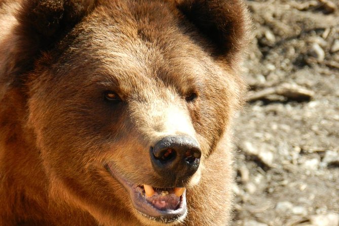 PREMIUM Sitka Scenic Tour - Guides and Group Size: Why a Max of 10 Changes the Day