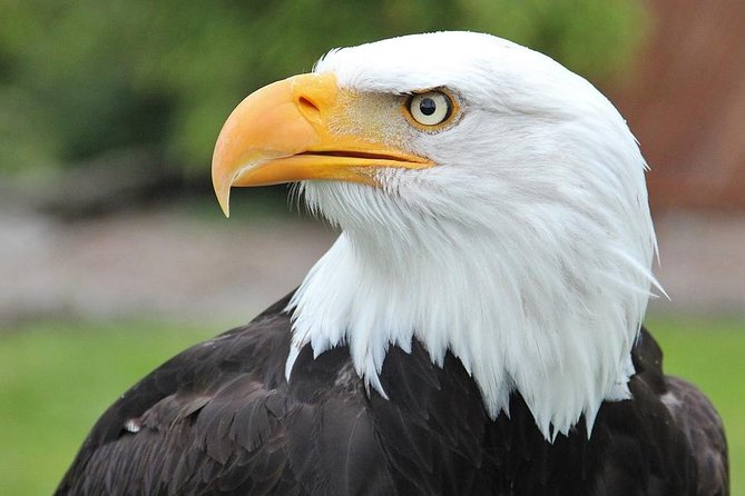 PREMIUM Sitka Scenic Tour - Silver Bay Stop: Photo Breaks and Wildlife Odds