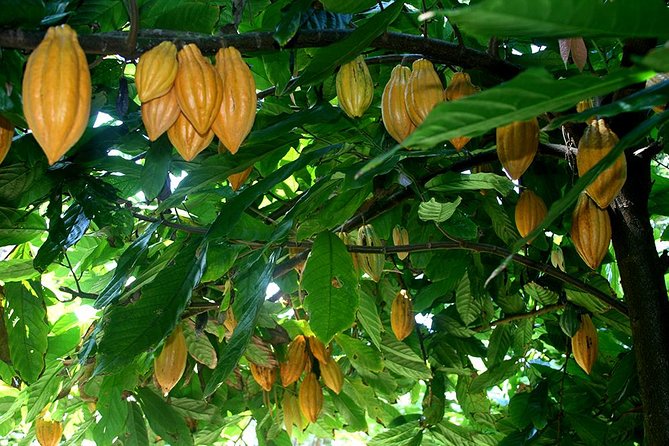 Princeville Botanical Gardens Tour and Chocolate Tasting Ticket - Walking Terraces, Creek Beds, and Cocoa Lessons