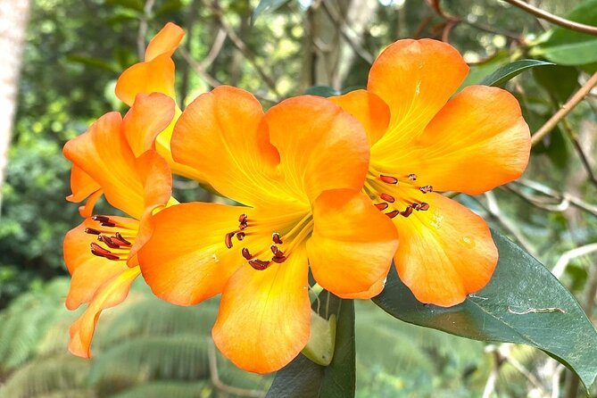 Princeville Botanical Gardens Tour and Chocolate Tasting Ticket - Anini Creek Valley: Rare Plants and Sustainable Cultivation You Can See
