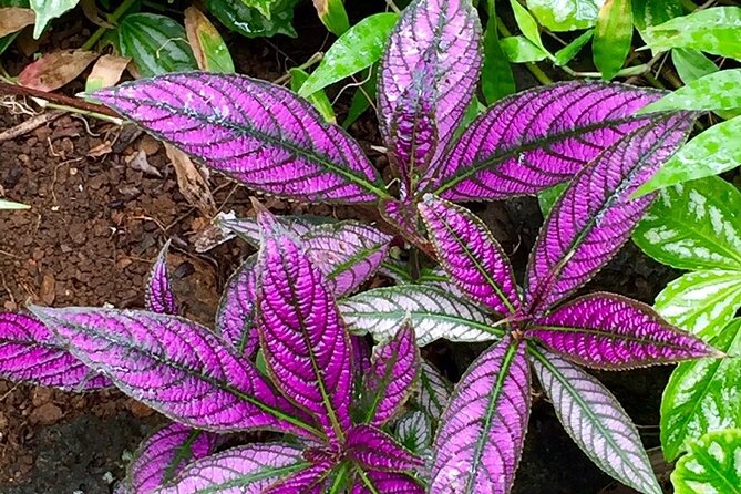 Princeville Botanical Gardens Tour and Chocolate Tasting Ticket - The Pace Is Relaxed, But the Steps Are Still There