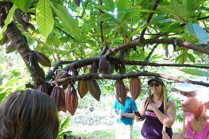 Princeville Botanical Gardens Tour and Chocolate Tasting Ticket - Guides Like Troy, Lauren, Zoe, and Heidi Make It Click