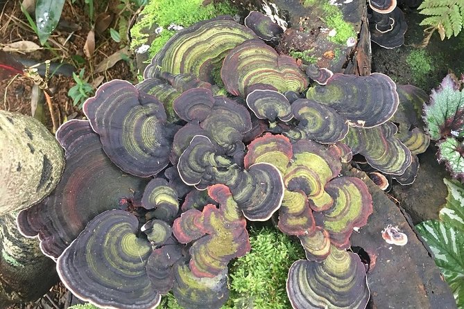 Princeville Botanical Gardens Tour and Chocolate Tasting Ticket - What You Actually Get for $126