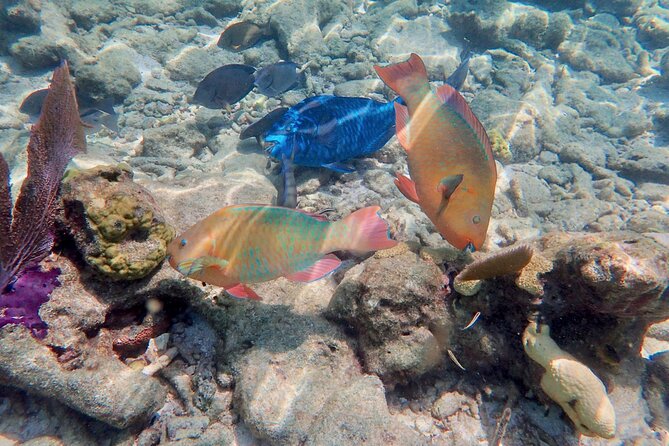 Private Looe Key Snorkel from Big Pine Key - Snorkel gear, ladder access, and comfort tips that matter