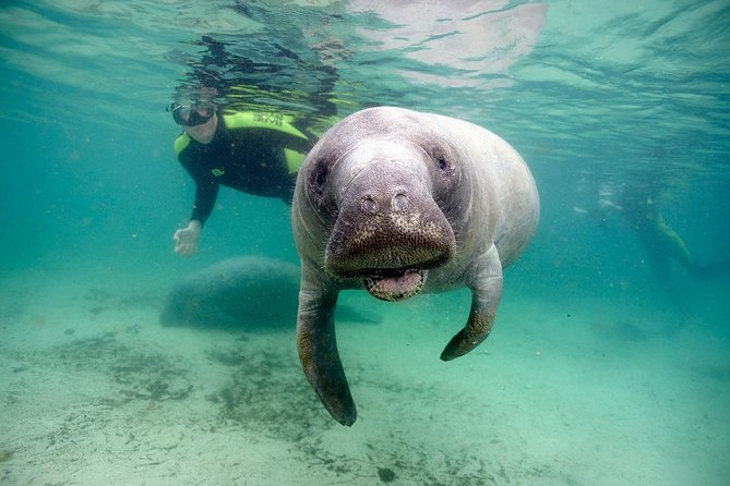 Private Manatee Swim for up to 6 with In-Water Divemaster/Photographer - Quick Highlights Before You Book