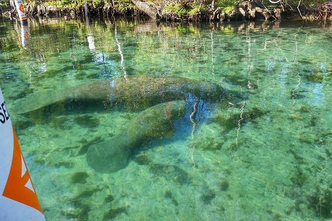Private Manatee Swim for up to 6 with In-Water Divemaster/Photographer - Photo and Video Included, With a Buy-Option