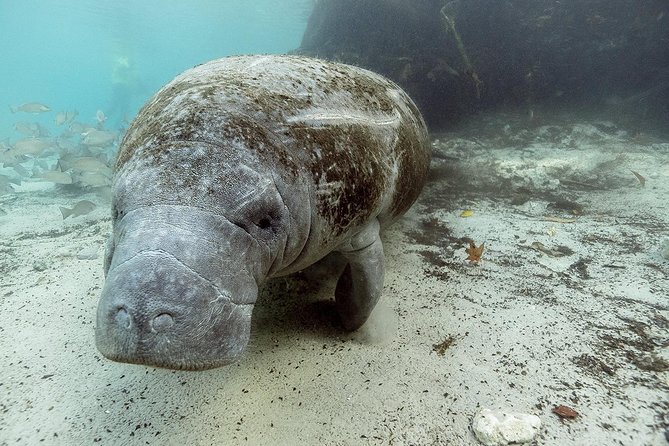 Private Manatee Swim for up to 6 with In-Water Divemaster/Photographer - Season and Timing: When You Might See 700 vs 20 to 40