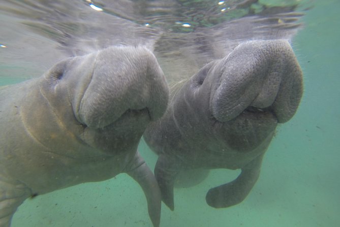 Private Manatee Swim for up to 6 with In-Water Divemaster/Photographer - Price and Value for Up to 6 in a Private Group