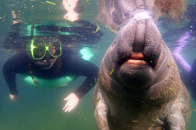Private 'OG' Manatee Snorkel Tour with Guide for up to 10 people - Quick hits before you book