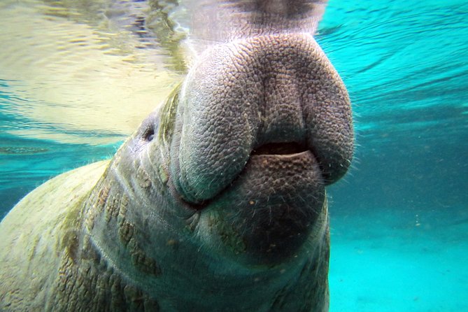 Private 'OG' Manatee Snorkel Tour with Guide for up to 10 people - Crystal River Manatees, with a Private Crew and Real Guidance