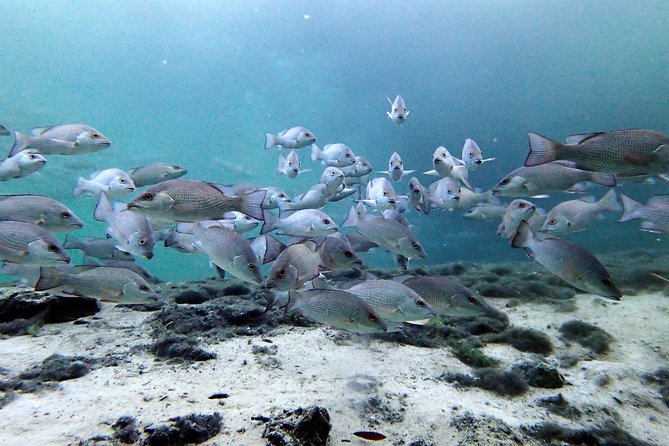 Private 'OG' Manatee Snorkel Tour with Guide for up to 10 people - When to Go for Better Visibility and More Manatee Time