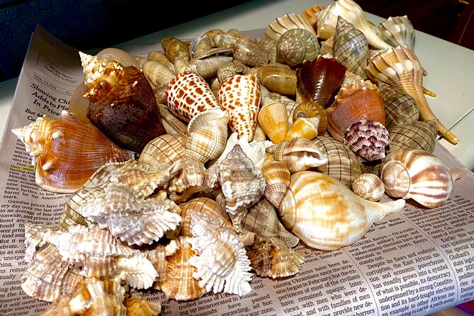 Private Shelling and Dolphin Excursion - Price and Value for a Group Up to 6