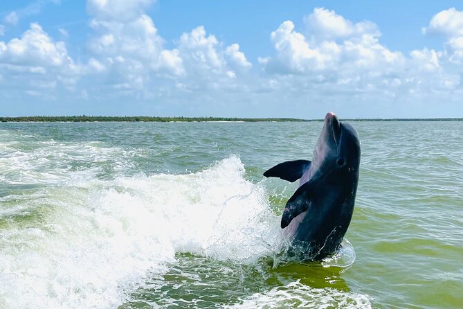 Private Shelling and Dolphin Excursion - The Role of Your Guide: Names You Might Hear and the Style You’ll Feel