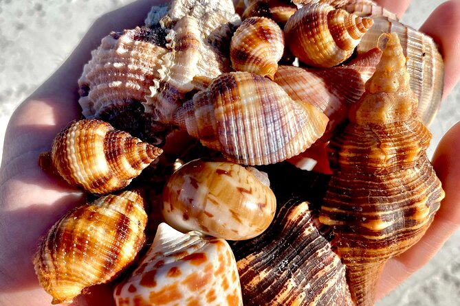 Private Shelling and Dolphin Excursion - Timing on the Water: Why 2.5 Hours Feels Like the Right Length