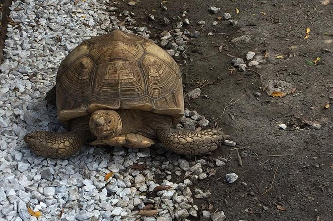 Private Tour: Florida Everglades Airboat Ride and Wildlife Adventure - Glades Exhibit Highlights: Tortoises, Peacocks, and the Places Wildlife Hides
