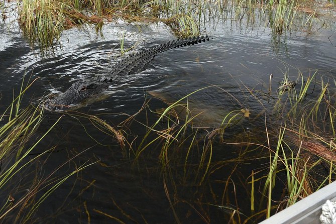Private Tour: Florida Everglades Airboat Ride and Wildlife Adventure - The Gator Grill Break, Plus Mining and Shopping On-Site