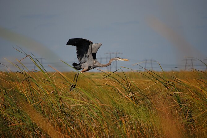 Private Tour: Florida Everglades Airboat Ride and Wildlife Adventure - Captains and How They Improve Your Odds of Seeing More