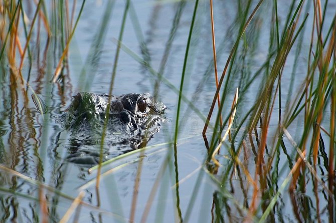 Private Tour: Florida Everglades Airboat Ride and Wildlife Adventure - The Private Airboat Ride, What It Feels Like in Real Life