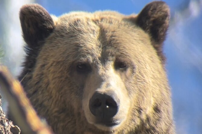Private Yellowstone Tour: ICONIC Sites, Wildlife, Family Friendly Hikes + lunch - Gear that actually helps you see wildlife