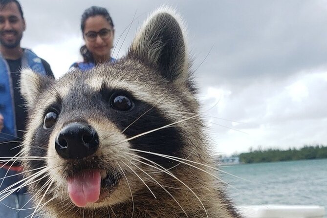 Raccoon Island: Exploration on SUP/Kayak - Key things you’ll remember