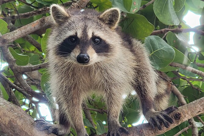 Raccoon Island: Exploration on SUP/Kayak - Getting ready at Bill Bird Marina, and what you should bring