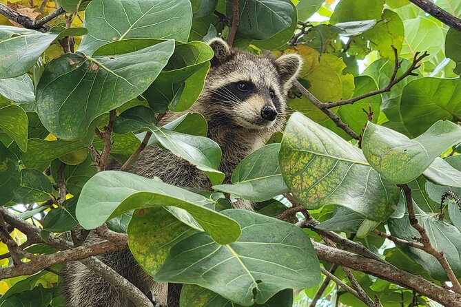 Raccoon Island: Exploration on SUP/Kayak - Paddling through mangroves toward the Osprey Nature Preserve