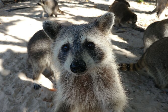 Raccoon Island: Exploration on SUP/Kayak - What can be tricky: bugs, comfort, and group size