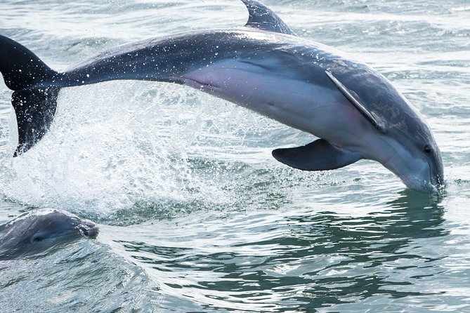 Red Boat Tours - Dolphin Odyssey and Sightseeing Tour - Key highlights to pay attention to