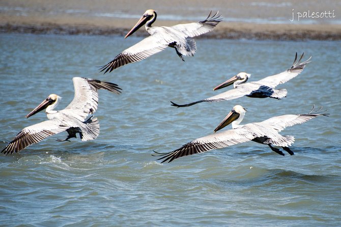 Red Boat Tours - Dolphin Odyssey and Sightseeing Tour - Why the intracoastal route helps your dolphin odds