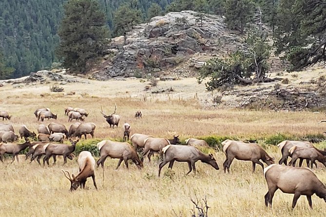 Rocky Mountain National Park and Estes Park Tour from Denver Winter and Spring - Denver Union Station start: fast pickup, early mountain time