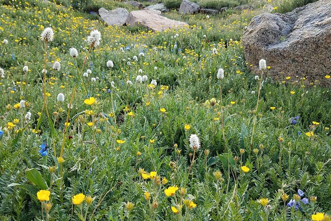 Rocky Mountain National Park in Summer Tour from Denver - Estes Park and the Stanley Hotel, two ways to end the day