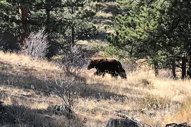 Rocky Mountain National Park in Summer Tour from Denver - Wildlife spotting, what to expect and how to make it easier