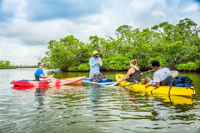 Rookery Bay Kayak Adventure – Mangroves, Wildlife & Photos - Why Rookery Bay Mangroves Feel So Different