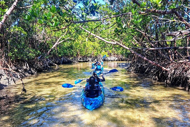 Rookery Bay Kayak Adventure – Mangroves, Wildlife & Photos - Guides Who Make Wildlife Spotting Click