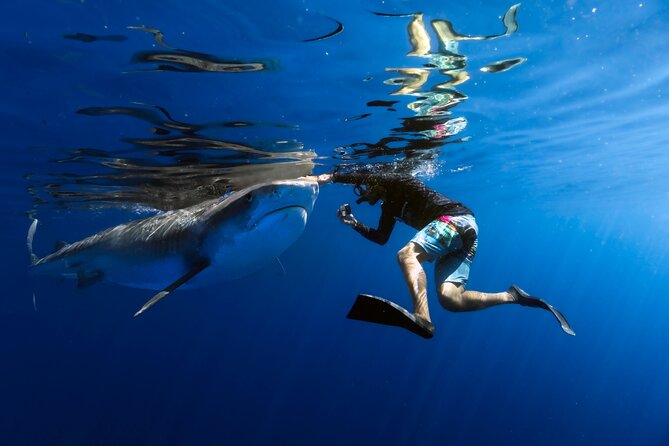 Safe and Educational Shark Dive from Haleiwa: Sharks Guaranteed - Key Highlights You’ll Actually Care About