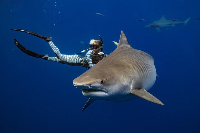 Safe and Educational Shark Dive from Haleiwa: Sharks Guaranteed - From Haleiwa Dock to Open Water: The Start of the Lesson