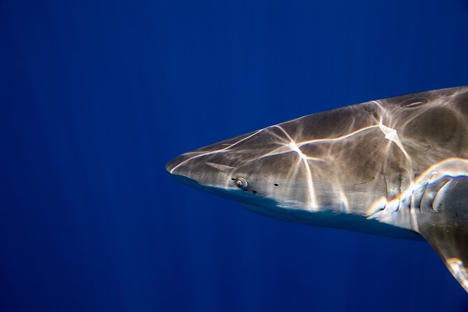Safe and Educational Shark Dive from Haleiwa: Sharks Guaranteed - The In-Water Setup: Rope, Snorkel Gear, and a Safety Team