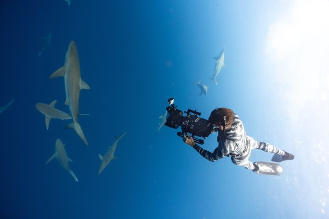 Safe and Educational Shark Dive from Haleiwa: Sharks Guaranteed - Learning to Read Sharks: Behavior Lessons You’ll Remember