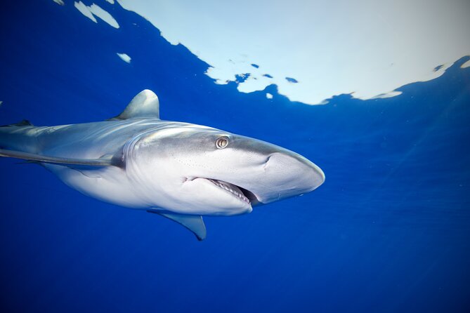 Safe and Educational Shark Dive from Haleiwa: Sharks Guaranteed - Which Animals You Might See, and What Changes Your Chances