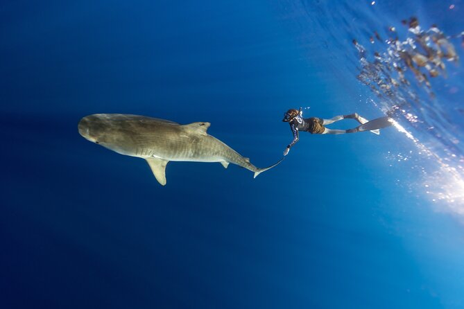 Safe and Educational Shark Dive from Haleiwa: Sharks Guaranteed - Photography, Timing, and What You’re Really Paying For